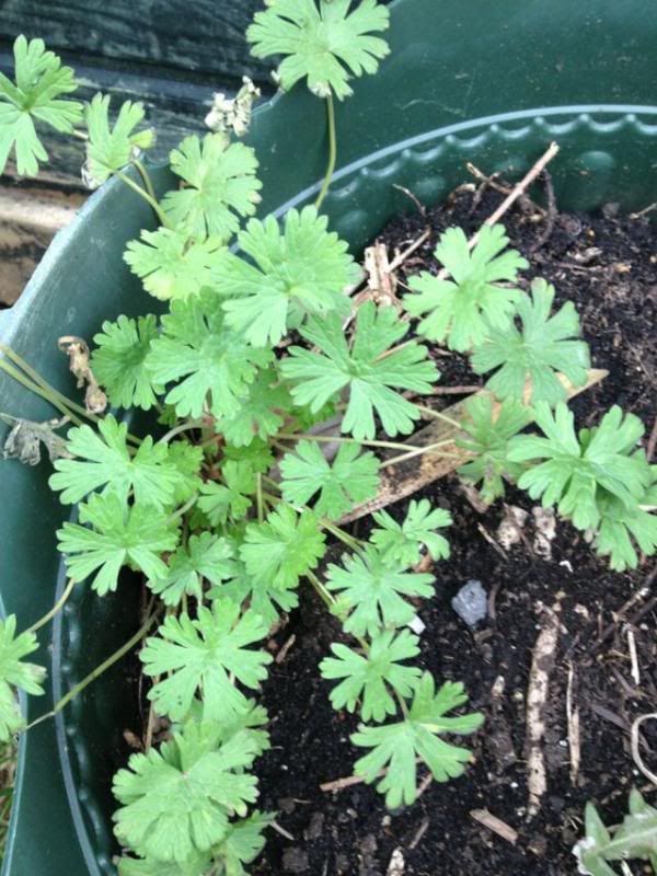 Pictures of common plants both edible and toxic for tortoises Page