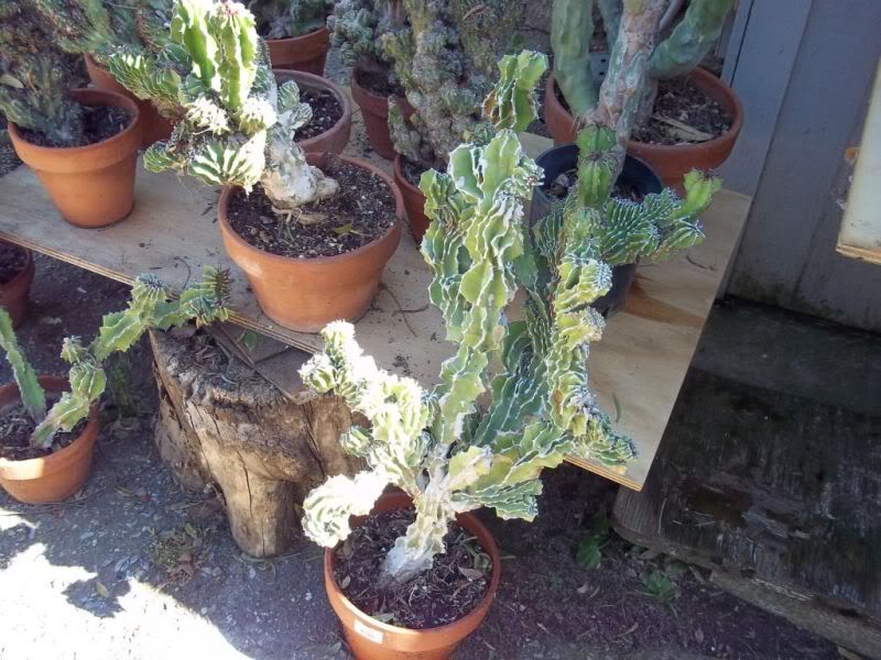 crestedcactus-3.jpg