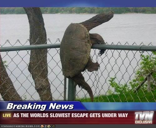 [Image: funny-pictures-turtle-escapes-slowl.jpg]