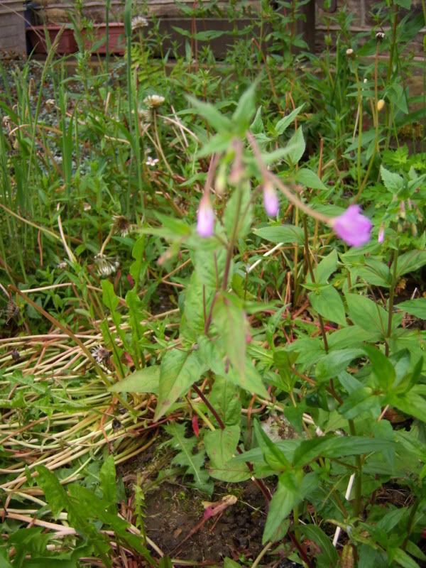 Pictures of common plants both edible and toxic for tortoises