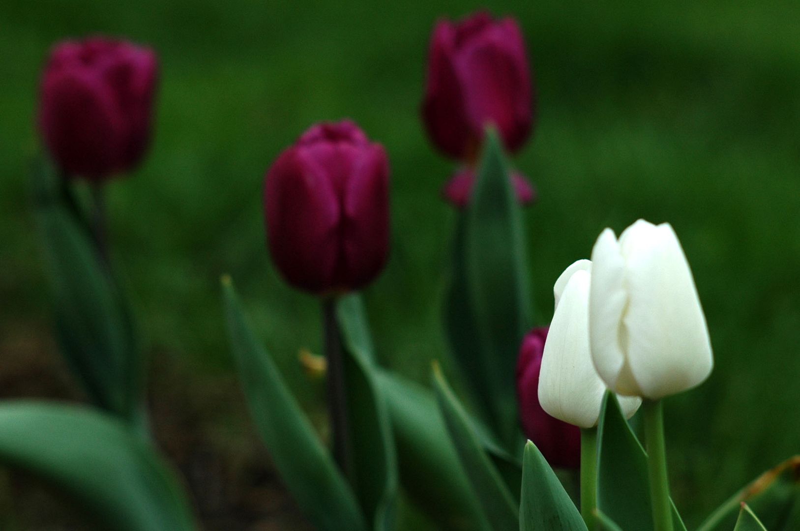 http://i3.photobucket.com/albums/y61/loosestring/tulips2.jpg http://i3.photobucket.com/albums/y61/loosestring/tulips2.jpg