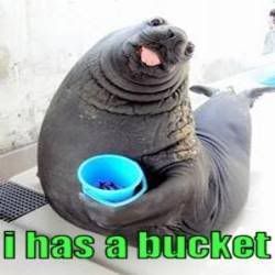 I HAS A BUCKET Pictures, Images and Photos