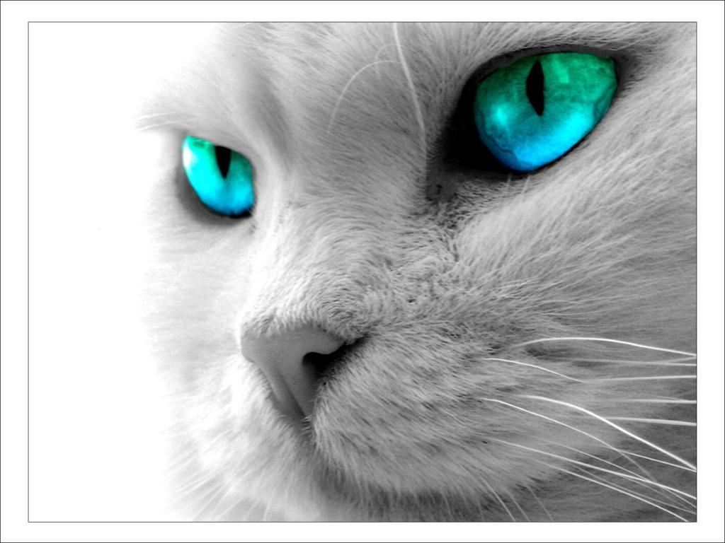 White Cat