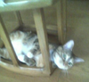 Picture11.png image by _code_red_