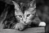 leiabw.jpg image by _code_red_
