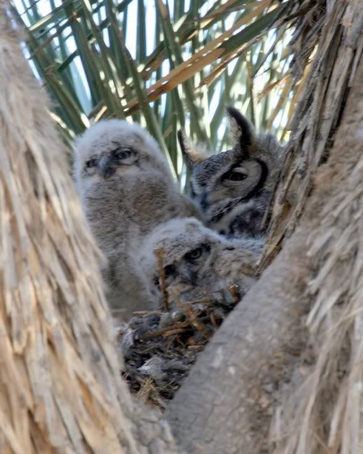 IMAGE: http://i3.photobucket.com/albums/y63/Calindy/IMG_2872-1.jpg