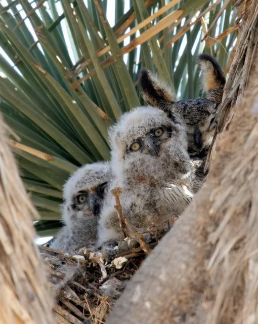 IMAGE: http://i3.photobucket.com/albums/y63/Calindy/IMG_2977-1.jpg