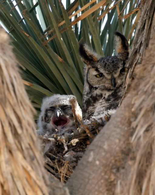 IMAGE: http://i3.photobucket.com/albums/y63/Calindy/IMG_3020-1.jpg