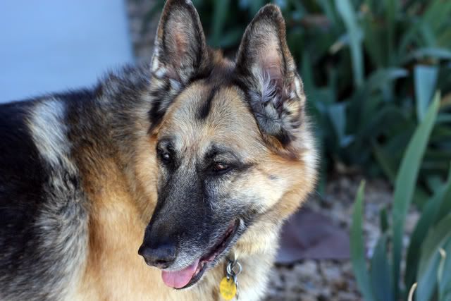 IMAGE: http://i3.photobucket.com/albums/y63/Calindy/IMG_3519erla.jpg