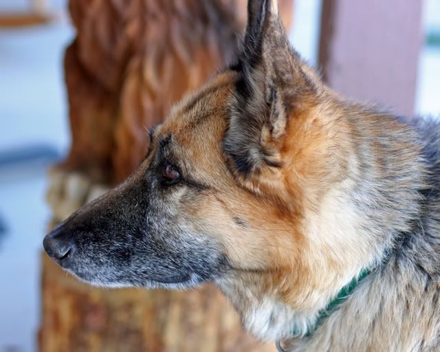 IMAGE: http://i3.photobucket.com/albums/y63/Calindy/IMG_3539erla-1.jpg