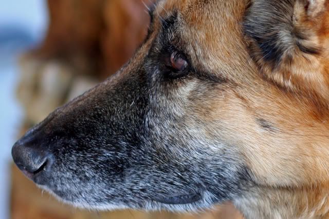 IMAGE: http://i3.photobucket.com/albums/y63/Calindy/IMG_3539erla_cropped.jpg