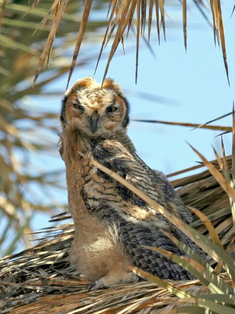 IMAGE: http://i3.photobucket.com/albums/y63/Calindy/IMG_3661-1copy.jpg