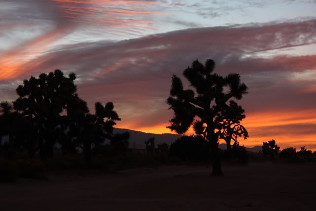 IMAGE: http://i3.photobucket.com/albums/y63/Calindy/IMG_3696.jpg