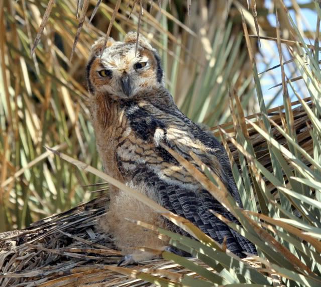 IMAGE: http://i3.photobucket.com/albums/y63/Calindy/IMG_4082-1copy.jpg