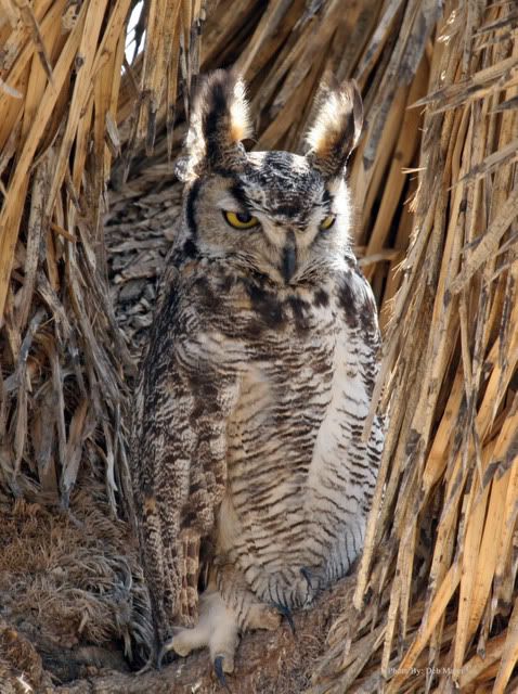 IMAGE: http://i3.photobucket.com/albums/y63/Calindy/IMG_4126GHOwlFemale.jpg