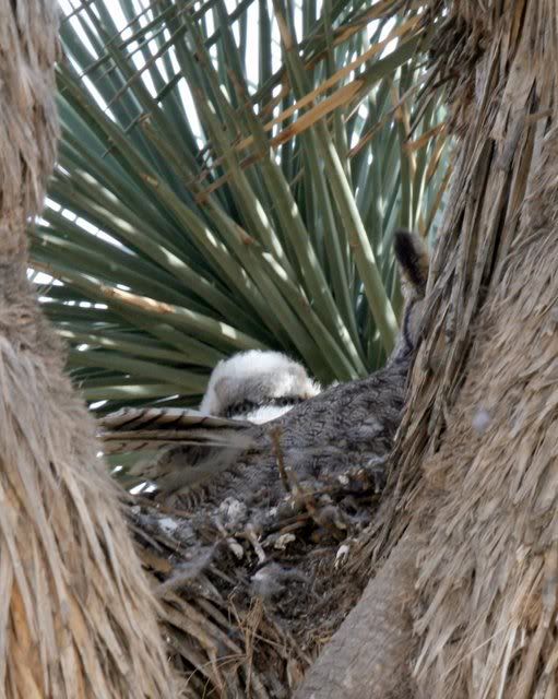 IMAGE: http://i3.photobucket.com/albums/y63/Calindy/IMG_4145-1.jpg