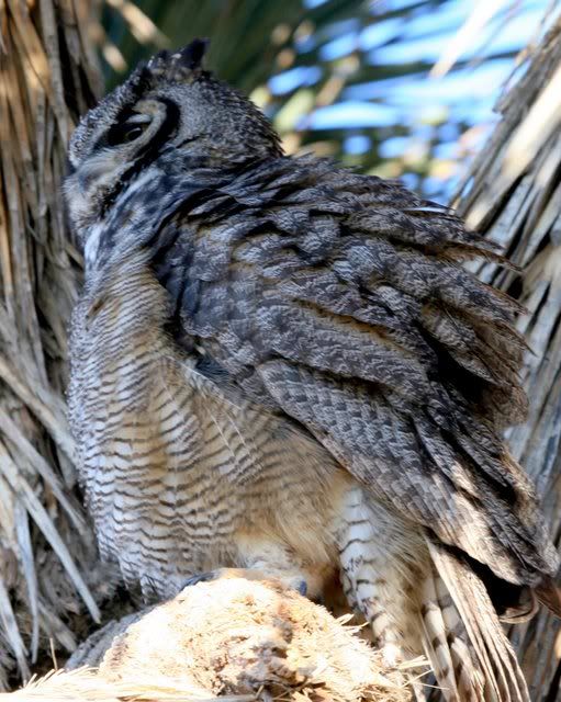 IMAGE: http://i3.photobucket.com/albums/y63/Calindy/IMG_8623-2.jpg