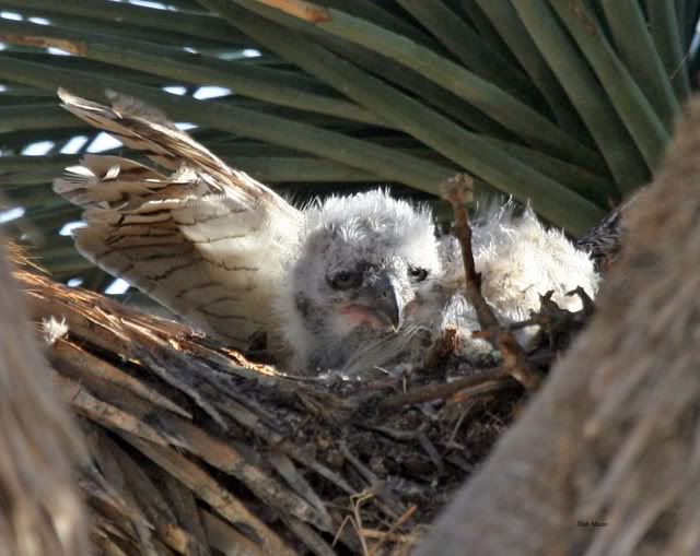 IMAGE: http://i3.photobucket.com/albums/y63/Calindy/IMG_9927OWLET4_edited-1.jpg