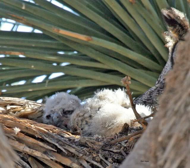 IMAGE: http://i3.photobucket.com/albums/y63/Calindy/IMG_9964_Owletedited-1.jpg