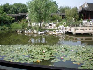 though in early summer, we can still see lotus in the small river