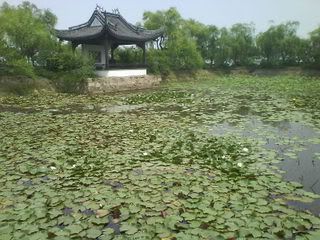 the lotus pond in the park