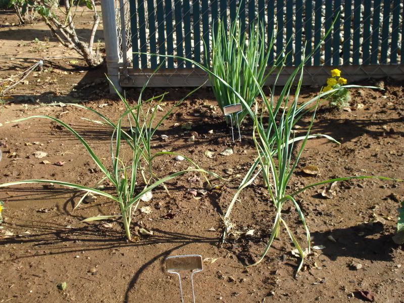 Garlic with yellow tips • Gardening Forum
