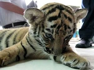 babytigercub.jpg