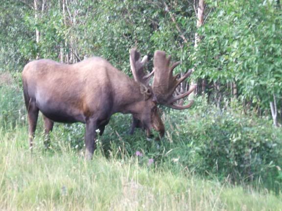 Moose01.jpg