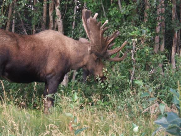 Moose02.jpg