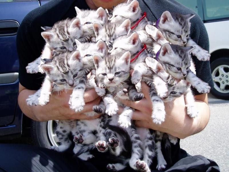 kitten-bouquet-big.jpg