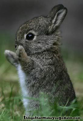little bunny Pictures, Images and Photos
