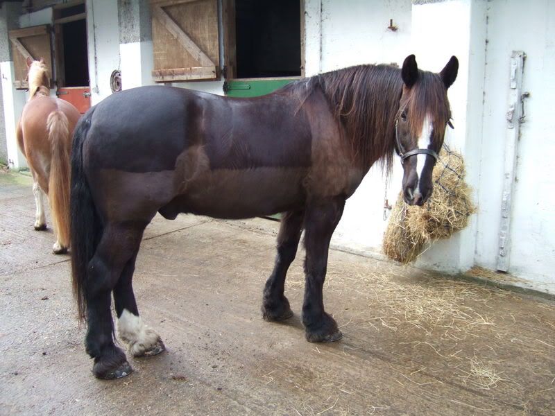 clipped horse *pics* please Page 3 New Rider Forum