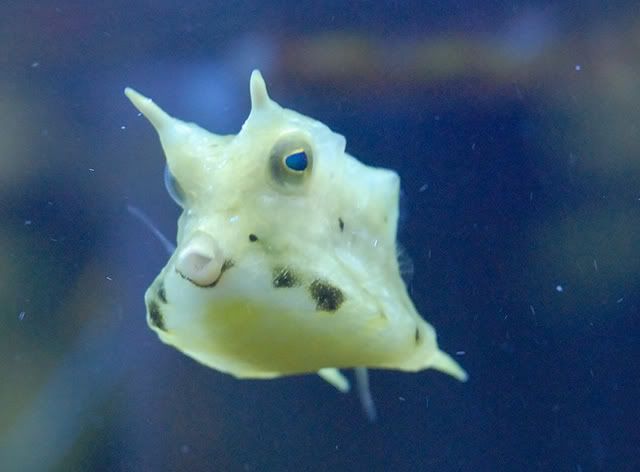 Cow_fish2.jpg