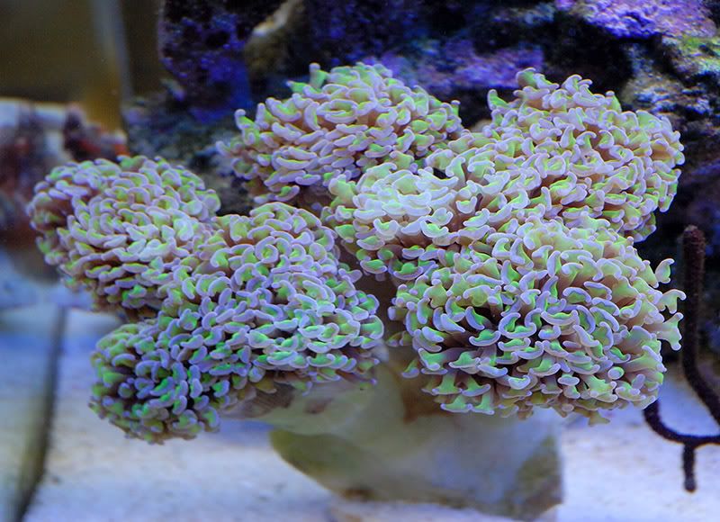 Hammercoral.jpg