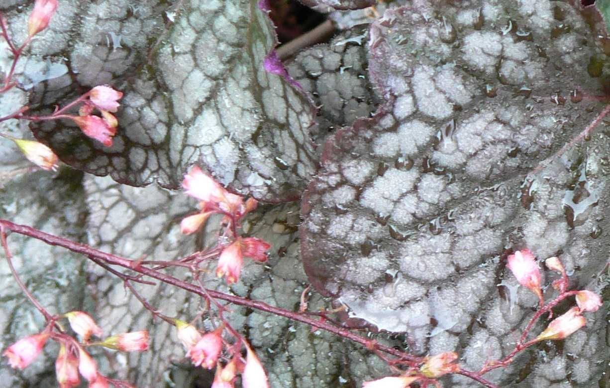 Image hosted by Photobucket.com