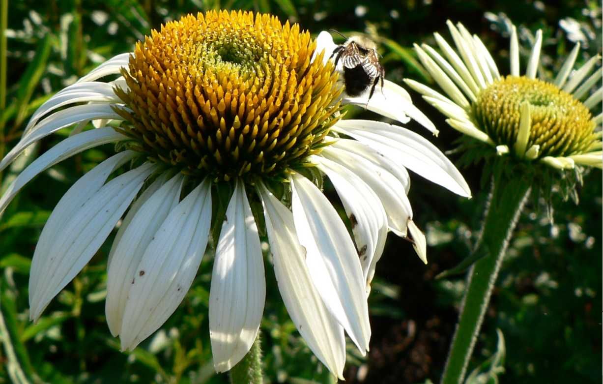 Image hosted by Photobucket.com