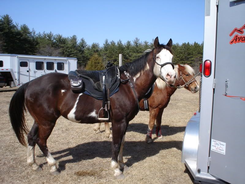 A breast strap and the Little Joe | EquiFriends A breast strap and the Little Joe | EquiFriends