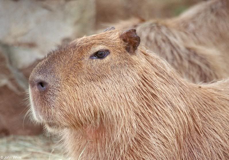 capybara Pictures, Images and Photos