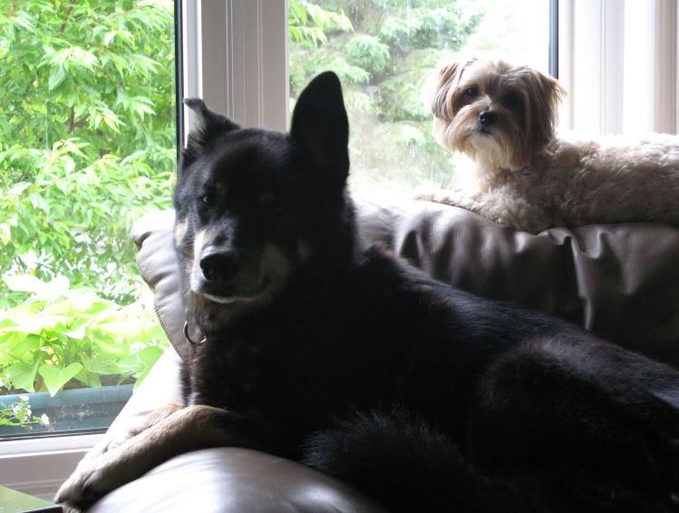furbaby4.jpg