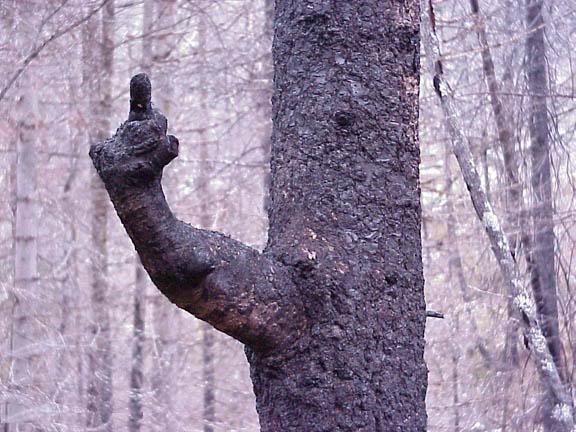 flip20off20tree.jpg