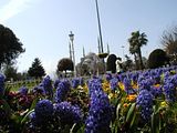 Blue Mosque Through Flowers