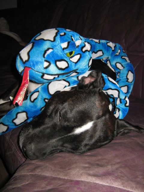 [img width=480 height=640]http://i3.photobucket.com/albums/y67/maula/woeffies/IMG_5625.jpg[/img]