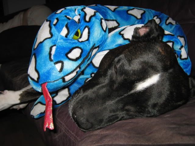 [img width=640 height=480]http://i3.photobucket.com/albums/y67/maula/woeffies/IMG_5631.jpg[/img]