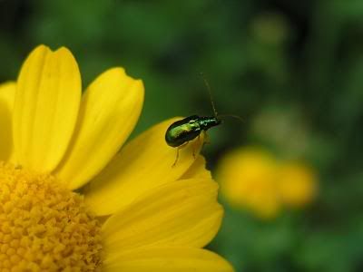 Green Bug - Photobucket.com