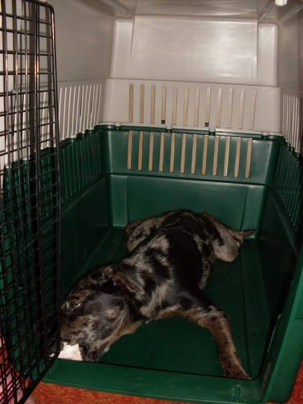 Is his crate too small? Puppy Forum and Dog Forums