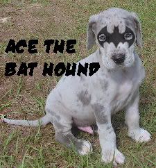 Ace the Bat Hound Pictures, Images and Photos