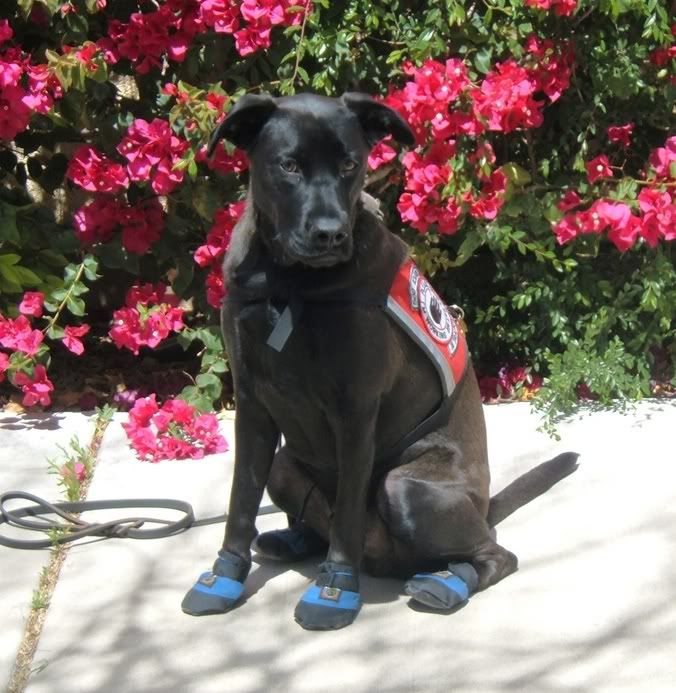 Service Dog wearing boots