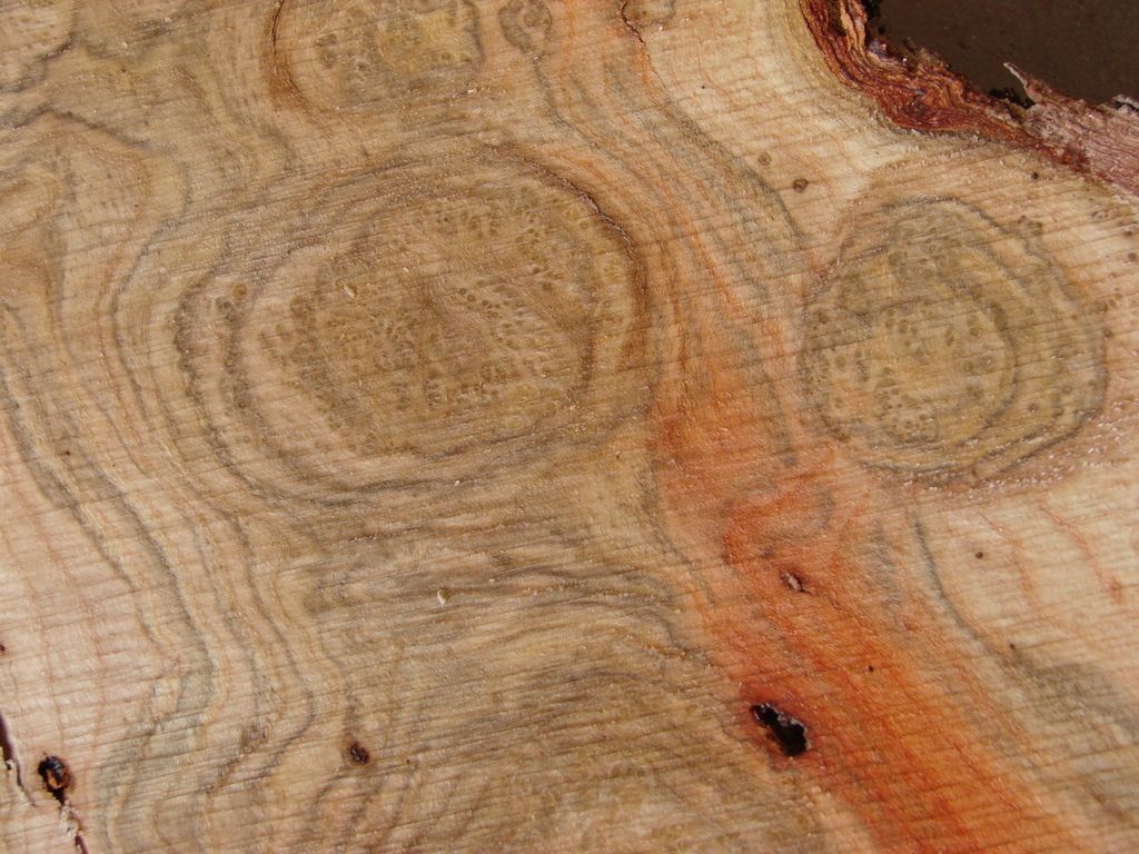 salt cedar Woodworking Talk Woodworkers Forum