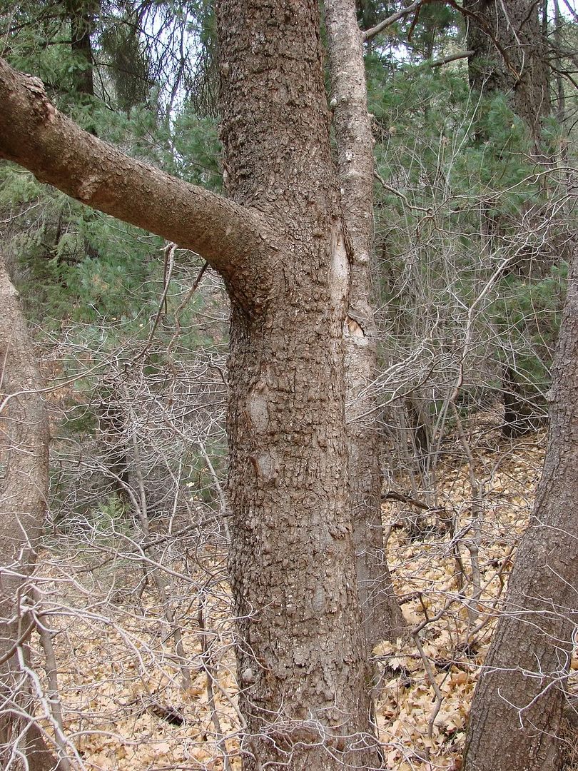 How To Tell If A Tree Is Birdseye Maple at Gilbert Sampson blog