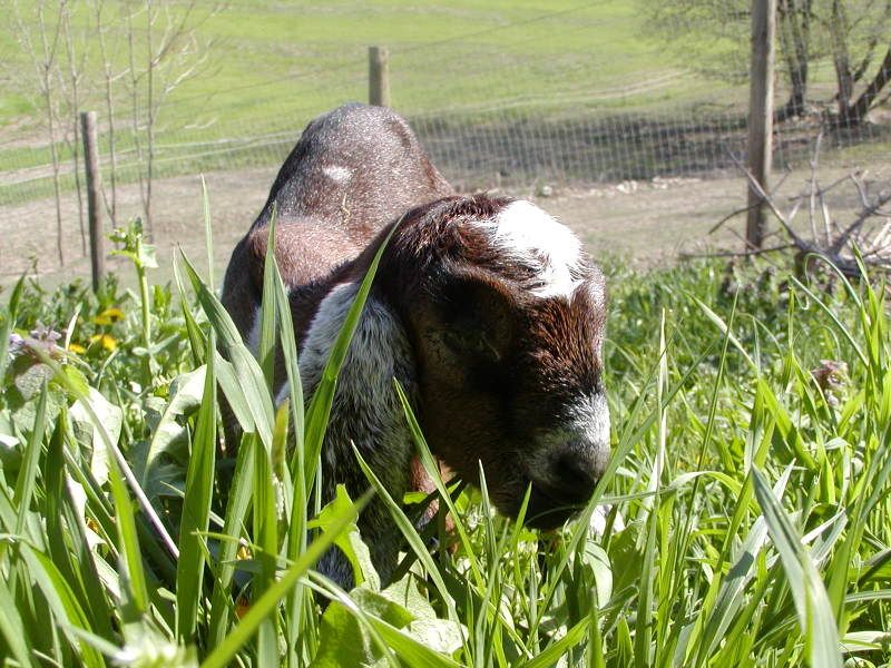 Baby Goats! (Pics) - Goats